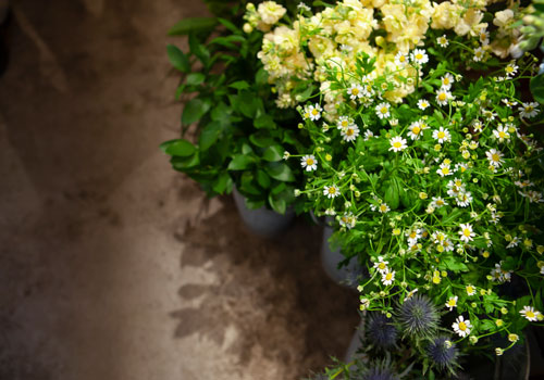 植物の影